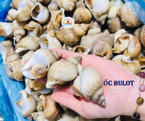 ốc bulot Pháp là gì?