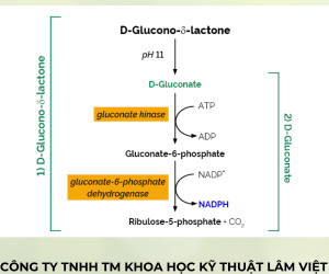 D-Gluconic Acid/D-Glucono-δ-lactone Assay Kit - K-GATE - Megazyme