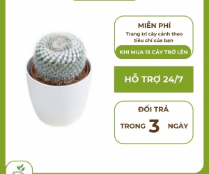 Trang Trí Nhà Cửa Với Những Mẫu Cây Cảnh Đẹp Mắt