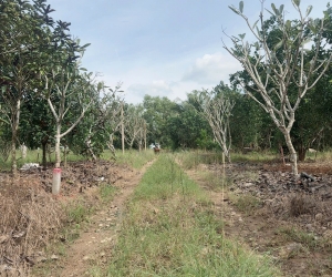 Đất vườn Diên Xuân - Diên Khánh - Khánh Hòa . Phù hợp xây farm