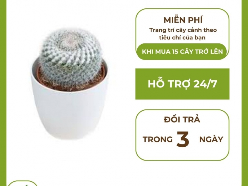 Trang Trí Nhà Cửa Với Những Mẫu Cây Cảnh Đẹp Mắt