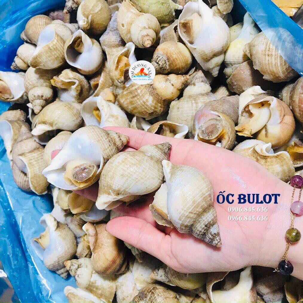 ốc bulot Pháp là gì?