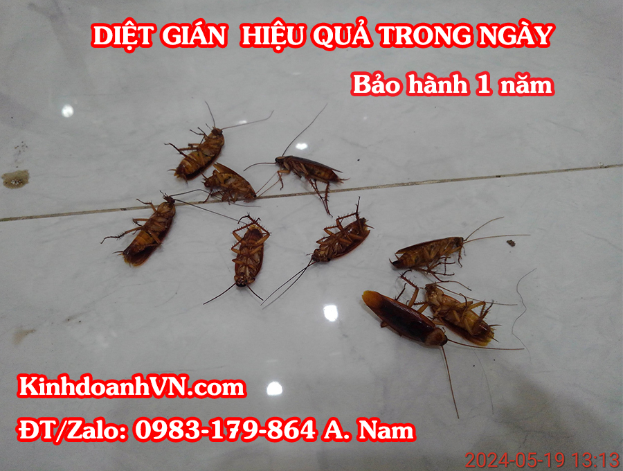 Dịch vụ diệt gián tại nhà, bảo hành 1 năm