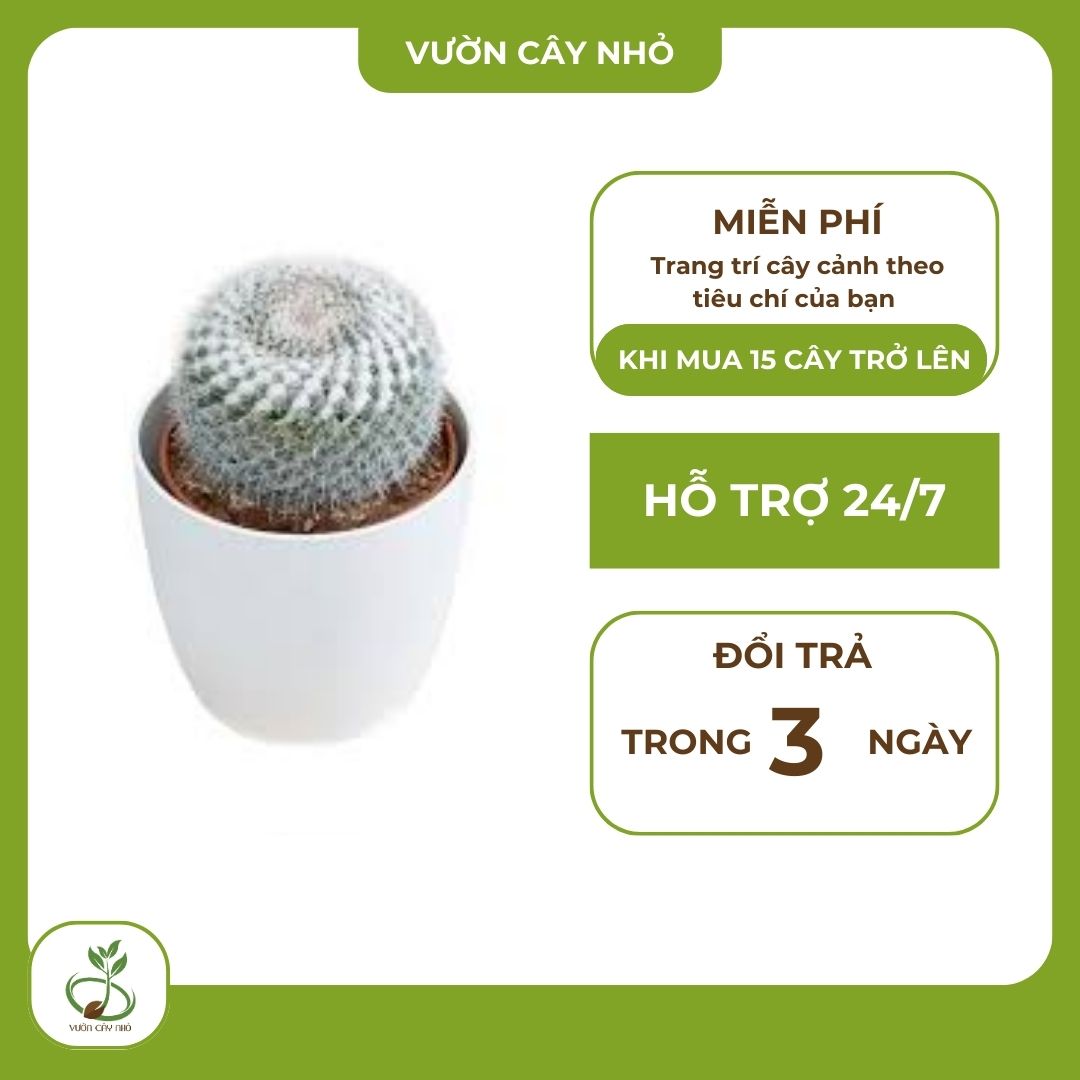 Trang Trí Nhà Cửa Với Những Mẫu Cây Cảnh Đẹp Mắt