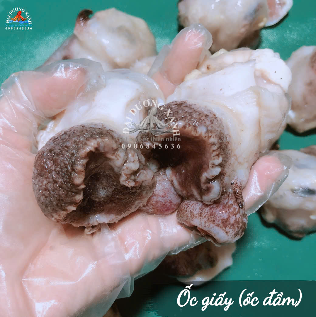 ốc giấy là ốc gì