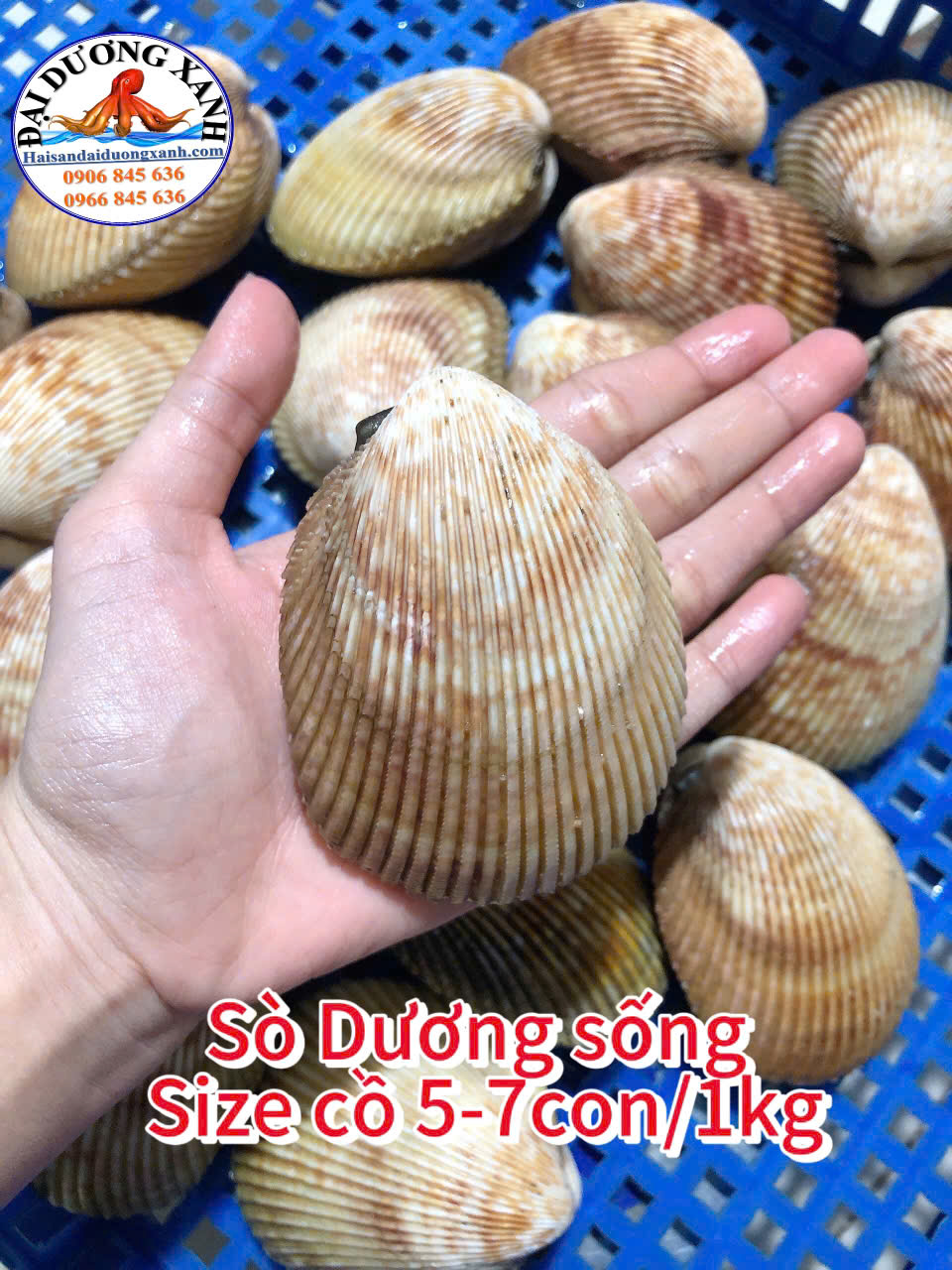 sò dương tươi sống bổ dưỡng