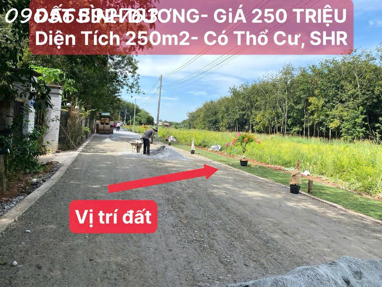 BÁN GẤP ĐẤT TÂN LONG - PHÚ GIÁO - BÀU BÀNG -  300Triệu - Công chứng