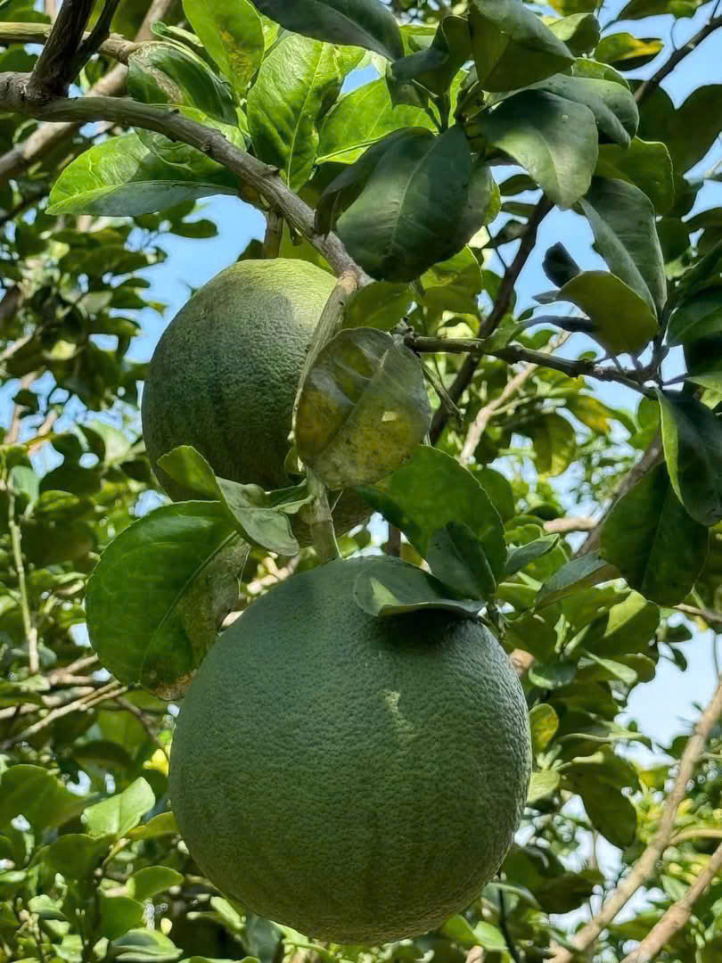 Đất vườn Diên Xuân - Diên Khánh - Khánh Hòa . Phù hợp xây farm