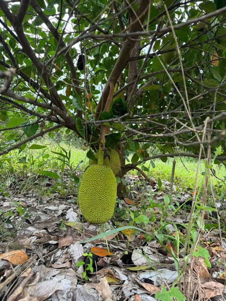 Đất vườn Diên Xuân - Diên Khánh - Khánh Hòa . Phù hợp xây farm